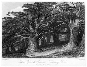 The Druid's Grove, Norbury Park, Surrey, 19th century.Artist: Thomas Allom