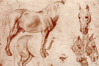 Studies of Horses, 1913.Artist: Peter Paul Rubens
