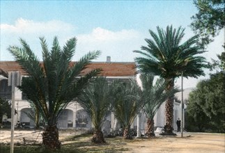 Palm trees, Hammam Meskoutine, Algeria. Artist: Unknown