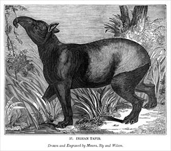 Indian Tapir, 1843. Artist: Messrs Sly and Wilson