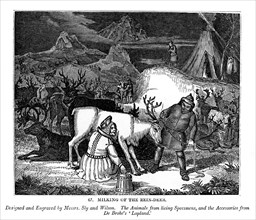 Milking of the Rein-deer, 1843. Artist: Messrs Sly and Wilson