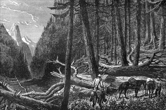 Riding through the forest, British Columbia, Canada, 19th century.Artist: Leitch