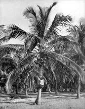 Picking coconuts, Jamaica, c1905. Artist: Adolphe Duperly & Son
