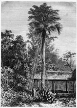 Latanier palm, Andaman Islands, 19th century. Artist: A de Bar