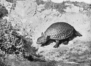 A glyptodon, 20th century. Artist: Unknown