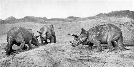 A group of triceratops, 20th century. Artist: Unknown