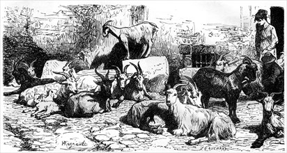 Goats of the Roman countryside, Italy, 19th century. Artist: J Cauchard