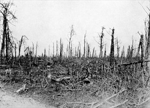 A wood in the Somme area, France, 1916, (c1920). Artist: Unknown