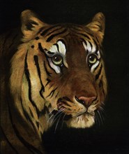 Tiger study, 1908-1909. Artist: Unknown