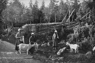 Goat farming in Dalarna, Sweden, 1908-1909.Artist: Wald Zachrisson