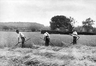Harvesting hay, 1926. Artist: Unknown