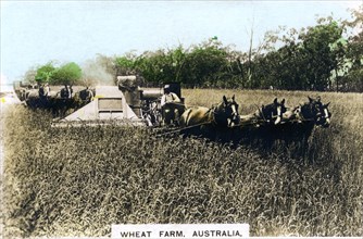 Grenfell wheat farm, Australia, c1920s.Artist: Cavenders Ltd