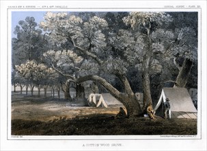'A Cotton Wood Grove', 1856. Artist: John Mix Stanley