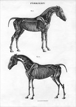 Anatomy of a horse, 19th century.Artist: Archibald Webb