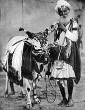 Hindu cow with sacred cow, India, 1936. Artist: Unknown