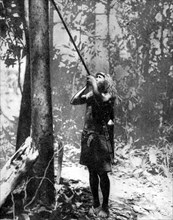 Pygmy tree dweller using a blow-gun, Malaya, 1936.Artist: Malayan Information Agency