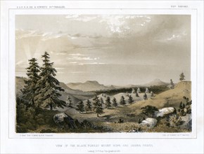 The Black Forest Mount Hope and Sierra Prieta, USA, 1856.Artist: E Stout