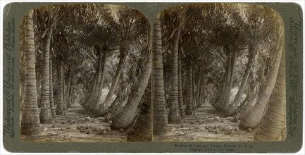 Avenue of coconut palms, Florida, USA, 1891.Artist: George Barker