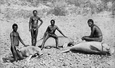 Speared manatee, north-west Australia, 1922. Artist: Unknown