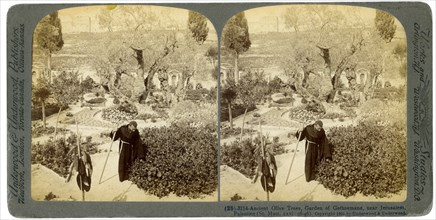 Ancient olive trees in the Garden of Gethsemane, near Jerusalem, Palestine, 1905.Artist: Underwood & Underwood