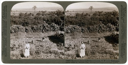 The north-west view from Shunem, across the Plain of Esdraelon, towards Carmel, 1900s.Artist: Underwood & Underwood