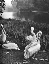 The pelicans of St James's Park, London, 1926-1927. Artist: McLeish