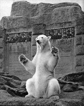 Polar bear on the Mappin Terrace at London Zoo, 1926-1927. Artist: McLeish