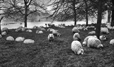 Scottish sheep by the Serpentine, Hyde Park, London, 1926-1927. Artist: Unknown