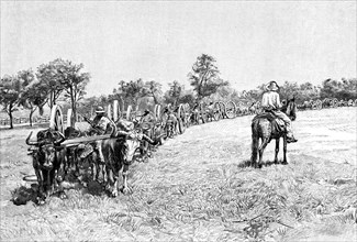 A convoy of wagons, South America, 1895. Artist: Unknown