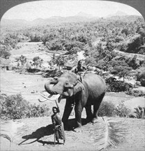 An elephant and its keeper, Sri Lanka, 1902.Artist: Underwood & Underwood