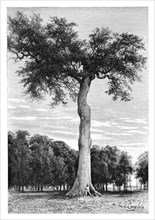 Ceiba tree, Central America, c1890.Artist: Maynard