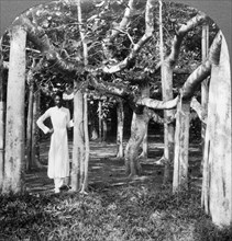 Among the roots of a banyan tree, Calcutta, India, 1900s.Artist: Underwood & Underwood