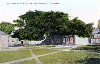 Silk Cotton Tree, Nassau, New Providence, Bahamas, c1900s.Artist: JO Sands