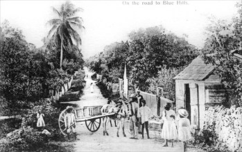 On the road to Blue Hills, Bahamas, c1900s. Artist: Unknown