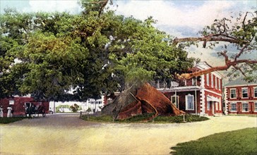 Silk Cotton Tree, Nassau, New Providence, Bahamas, c1900s. Artist: Unknown