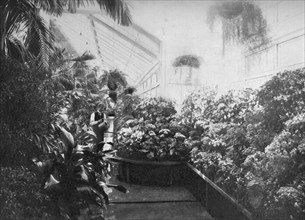 Interior of the White House greenhouse, Washington DC, USA, 1908. Artist: Unknown