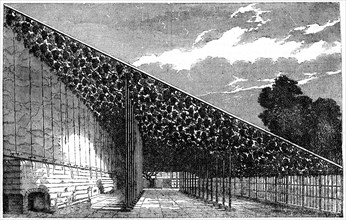 'The Vinery at Hampton Court', 19th century. Artist: Unknown