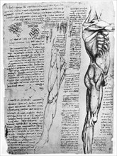 Muscle studies, late 15th or early 16th century (1954). Artist: Leonardo da Vinci