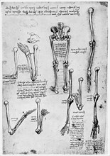 Study of human bones, late 15th or 16th century (1954).Artist: Leonardo da Vinci