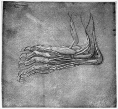 Muscles and sinews in a foot, possibly of a hare, late 15th or early 16th century (1954).Artist: Leonardo da Vinci