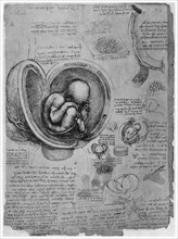 Anatomical sketch of a human foetus in the womb, c1510 (1954). Artist: Leonardo da Vinci