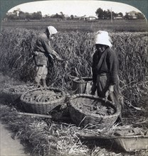 Peasants cutting millet, near Yokohama, Japan, 1904. Artist: Underwood & Underwood