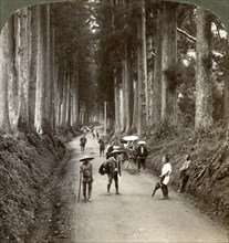 'The groves were God's first temples', avenue of noble cryptomerias at Nikko, Japan, 1904. Artist: Underwood & Underwood
