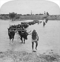 Fording the Modder River, Boer War, South Africa, 15th February 1901.Artist: Underwood & Underwood