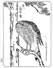 A hawk, 1898.Artist: Kawanabe Kyôsai