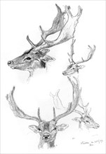 Stags' heads, 1898.Artist: Henry Moore