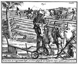 Yoking oxen and ploughing fields, South Africa, 18th century (1931). Artist: Unknown
