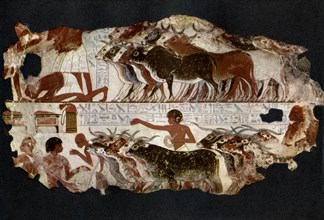 Herds of cattle from the time of the 18th Dynasty, Egypt, c1400 BC (1936). Artist: Unknown