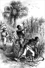 Slaves working on a plantation, USA, late 18th century (c1880). Artist: Unknown