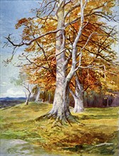 'Beech Tree, Autumn', 1900. Artist: Unknown